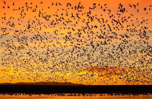 Birds of the Bosque del Apache Wildlife Refuge