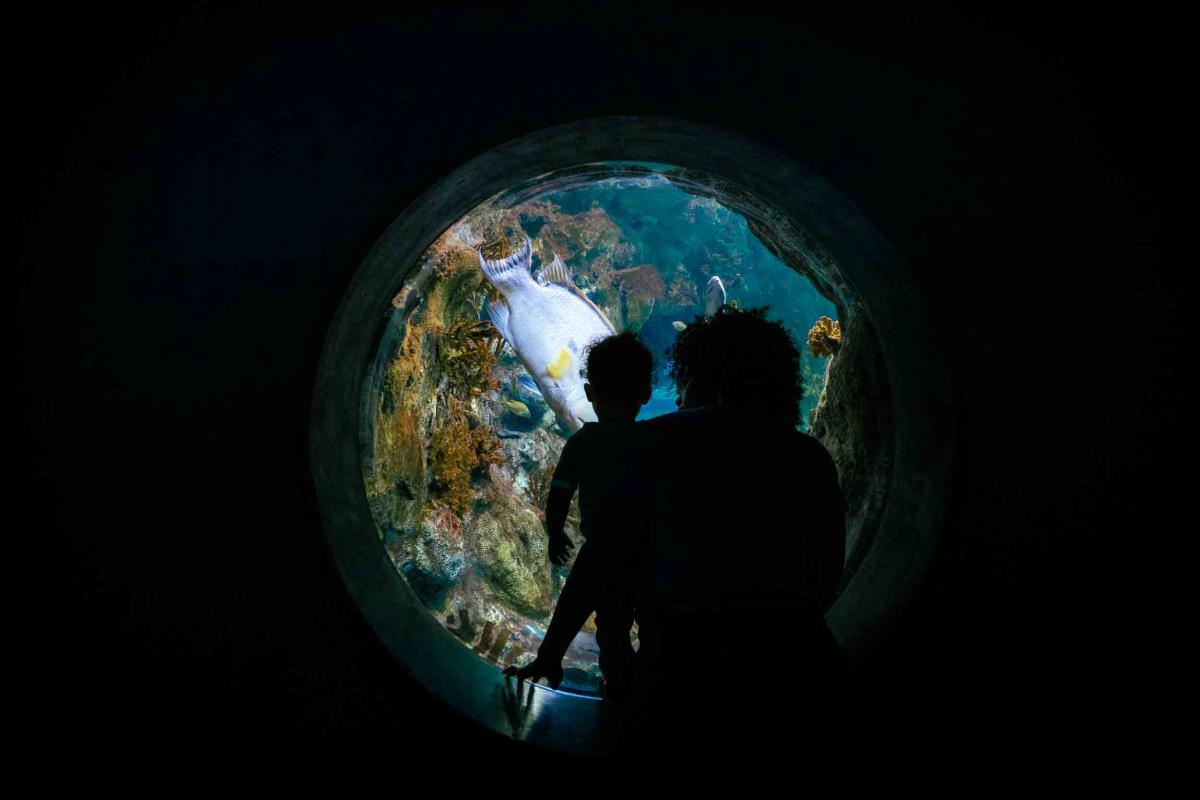 The silhouettes of two young boys examining a circular window into an exhibit at the ABQ BioPark Aquarium