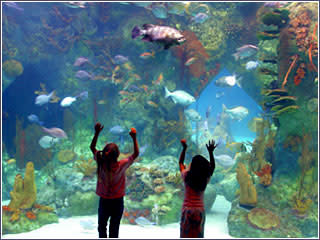 Albuquerque aquarium by jeff greenberg