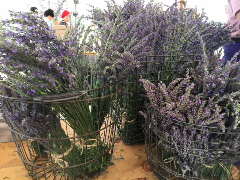 Three buckets of lavender sit on a table at the Lavender in the Village festival