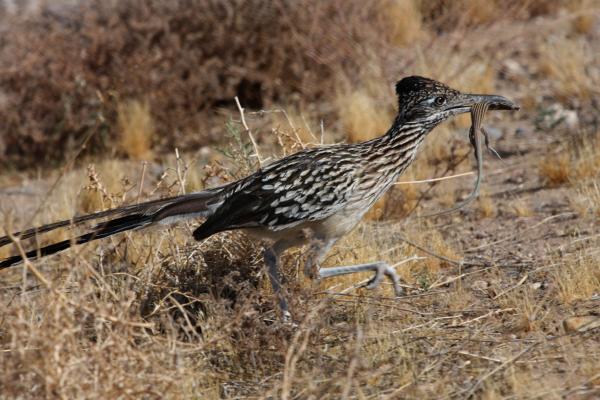 Roadrunner Bird