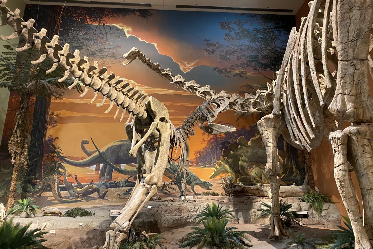 Two dinosaur fossils on display at the New Mexico Museum of Natural History & Science